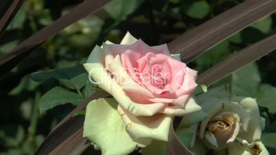 Pink and cream color UK roses blooming in full size.(ROSE--100a)