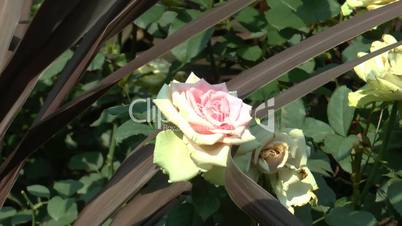 Pink and cream color UK roses blooming in full size.(ROSE--100b)