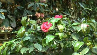 uk rose tree with red roses and flower buds. (rose--101)