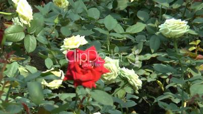 full bloomed yellow and red color uk roses. (rose--104)