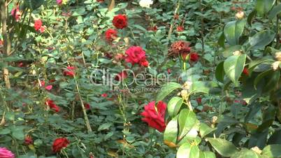 Pink and red color UK roses in full bloom.(ROSE--108b)