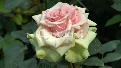 Pink and red color UK roses blooming in full size.(ROSE--111a)