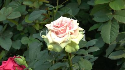 Different colors of UK roses in full bloom.(ROSE--111b)