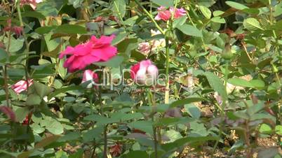 Pink and cream color UK roses blooming in full size.(ROSE--112b)