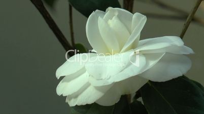 Close-up view of a white color UK rose.(ROSE--113)