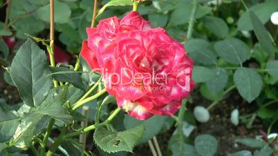 Full bloomed red color UK roses. (ROSE--115)