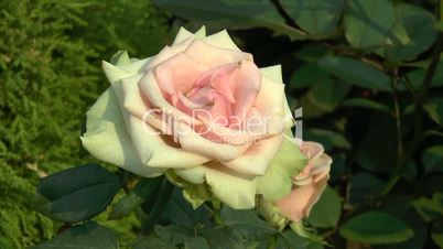 Pink and cream color UK roses blooming in full size.(ROSE--117)