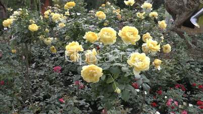 Full bloomed yellow color UK roses. (ROSE--121)