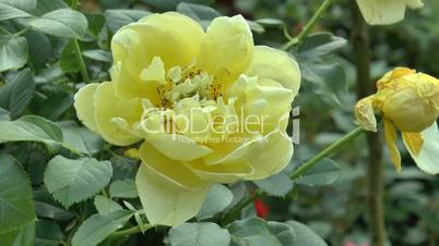 Full bloomed yellow color UK roses. (ROSE--120)