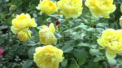 Full bloomed yellow color UK roses. (ROSE--122)