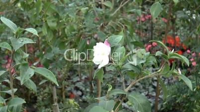 Close-up view of a whitish pink color UK rose.(ROSE--123)