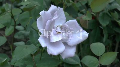 Close-up view of a whitish pink color UK rose. (ROSE--124a)