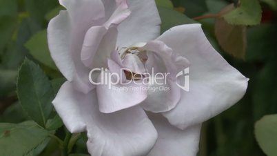 Close-up view of a whitish pink color UK rose(ROSE--124b)