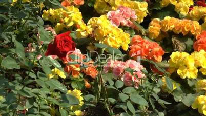 UK red rose among other types of flowers.(ROSE--126)