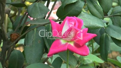 Close-up view of a full bloomed pink color UK rose. (ROSE--128a)