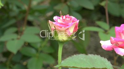 Budding and full bloomed pink color UK roses. (ROSE--127)