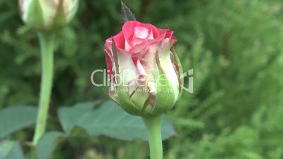 UK “Nostalgia” rose buds about to bloom into full-size flower.(ROSE--15)