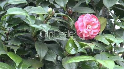 A UK rose tree with full bloomed roses and buds.(ROSE--16)