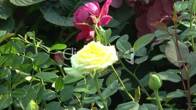 Yellow and pink color UK roses in full bloom.(ROSE--17A)