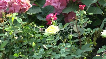 Yellow and pink color UK roses blooming with other flowers(ROSE--17B)