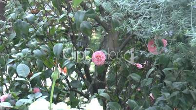A UK rose tree with full bloomed roses and buds. (ROSE--2)