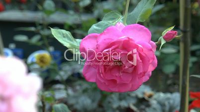Full bloomed UK roses in different colors.(ROSE--19)