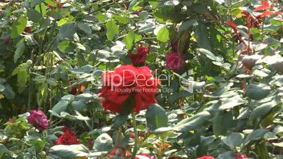 Red and pink color UK roses in full bloom.(ROSE--21)