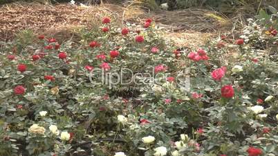 Full bloomed UK roses in different colors.(ROSE--24b)
