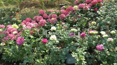Different colors of UK roses bloomed with other flowers (ROSE--26b)