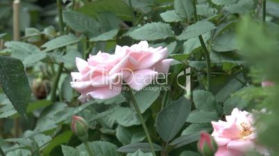Pink color UK roses in full bloom.(ROSE--30A)