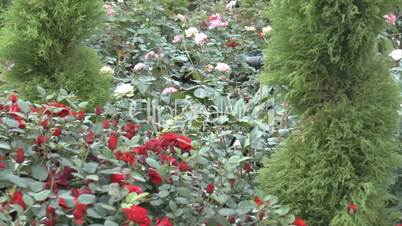 Red color UK roses surrounded by other kind of flowers.(ROSE--31A)