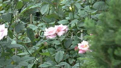 Different colors of UK roses in full bloom.(ROSE--30B)