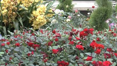 Red color UK roses surrounded by other kind of flowers.(ROSE--31B)