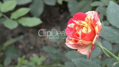 Red color UK roses with stained petals in full bloom.(ROSE--32A)