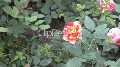 Red color UK roses with stained petals in full bloom.(ROSE--32B)