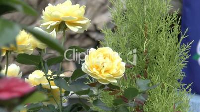 Full bloomed yellow color UK roses. (ROSE--34)