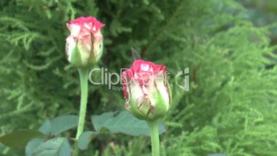 Budding and full-bloomed UK roses.(ROSE--37)