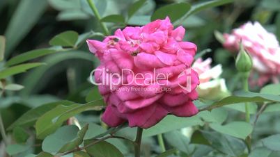 Close up view of red and pink color UK roses in full bloom.