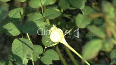 A yellow color UK rose bud. (ROSE--41)