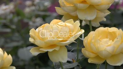 Closeup view of full bloomed yellow color UK roses.