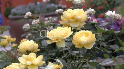 Yellow color UK roses in full bloom.(ROSE--42b)