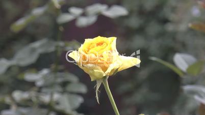 UK roses “Golden Tower” about to bloom to full size. (ROSE--44)