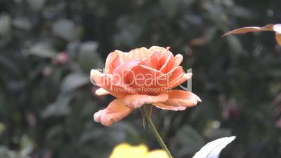 Close-up view of a full-bloomed orange color UK rose.(ROSE--46a)