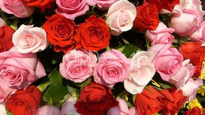Pink and red color UK roses forming a huge bouquet.(ROSE--50)