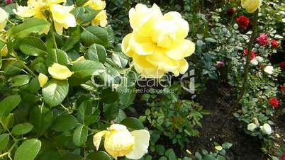 Yellow color UK roses in full bloom.(ROSE--51a)