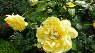 Yellow color UK roses in full bloom.(ROSE--51b)