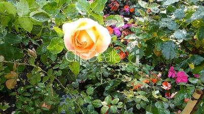 UK rose plant with orange color roses.(ROSE--52)