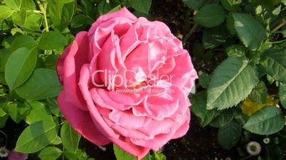 UK rose, “Lady Like” bloomed in full size.(ROSE--53a)