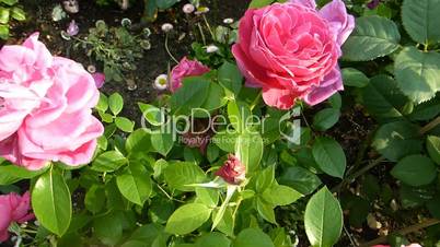 Pink color UK roses in full bloom.(ROSE--53b)