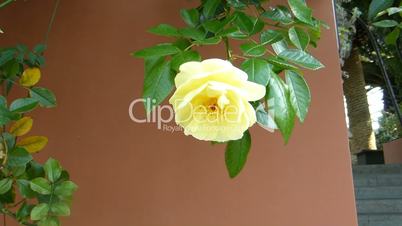 Yellow color UK roses growing along a brown wall.(ROSE--56)